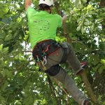 Deutsche Baumklettermeisterschaft 2014: Work Climb