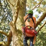 Ein Baumpfleger klettert einen Baum hoch.