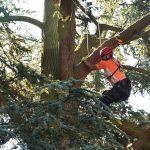 Ein Mann klettert mit Händen und Füßen einen Baum nach oben