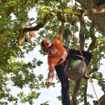 Ein an einem Seil hängender Mann wirft ein Stöckchen aus dem Baum