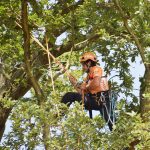 Ein Mann mit Helm und Kletterausrüstung klettert durch einen Baum