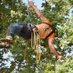 Baumpfleger geift schwebend an einem Seil nach einem Ast