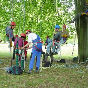 Verschiedene Baumkletter am Stammfuß eines Baumes