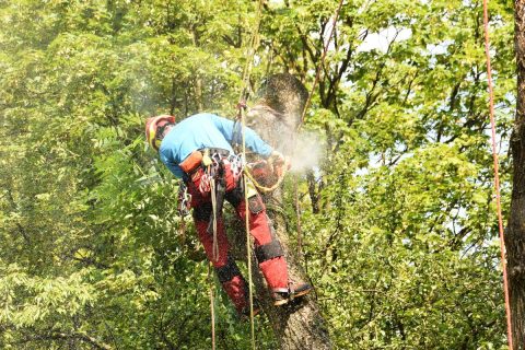Permalink to: Pantalon de protection pour arboristes-grimpeurs