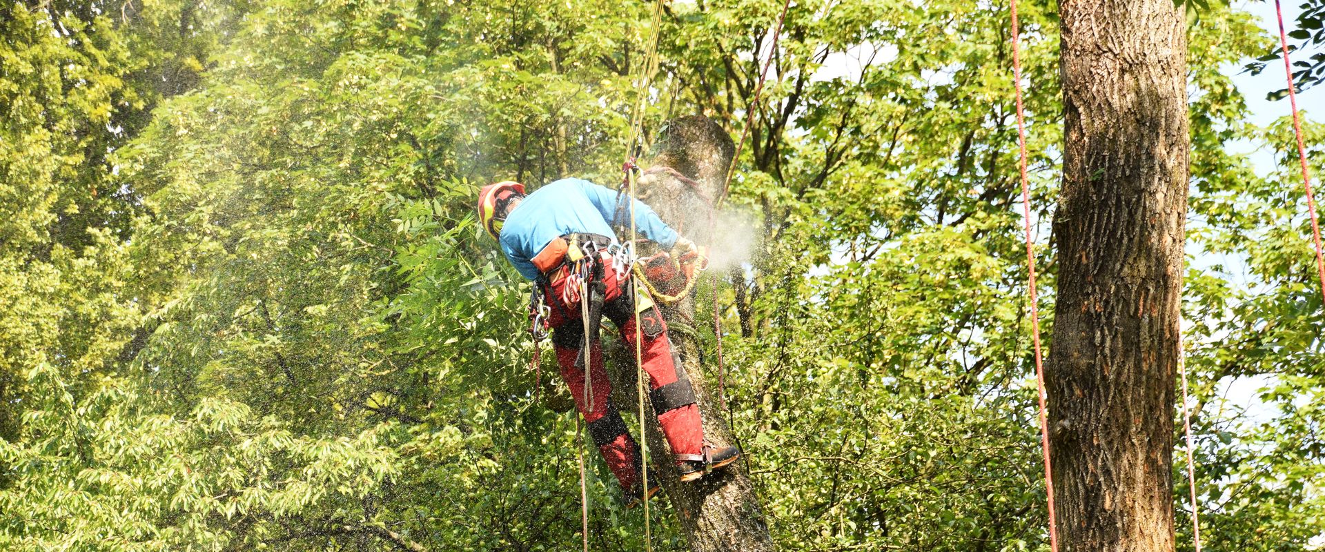 Dégaine LIME Climbing Technology à prix mini Les Arts de la Grimpe