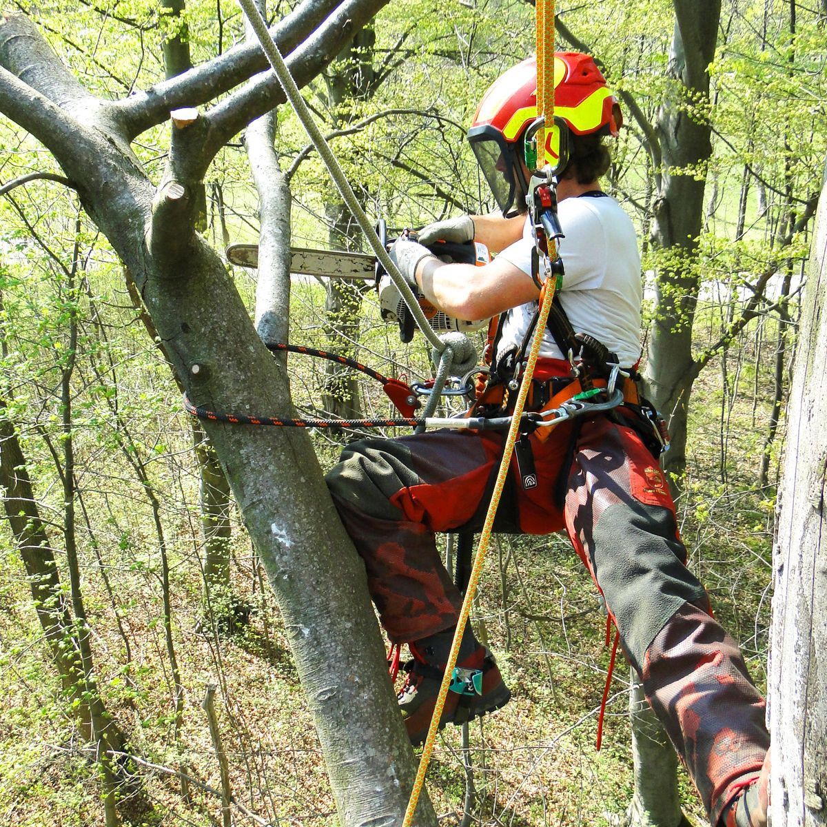 Arborist in the crown of the tree while sawing