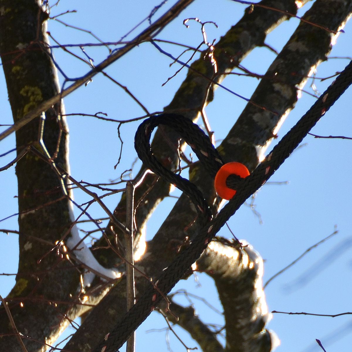 Rope in the tree with red identification disc