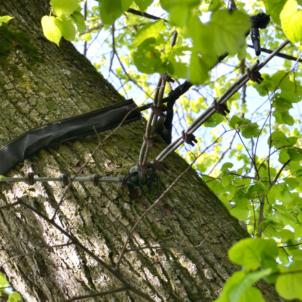 Old and new tree bracing system on a stem