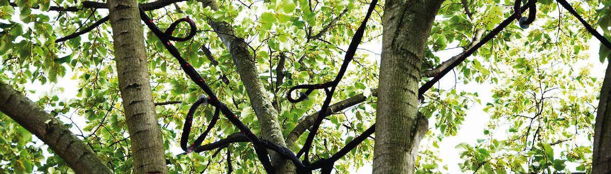 Tree bracing