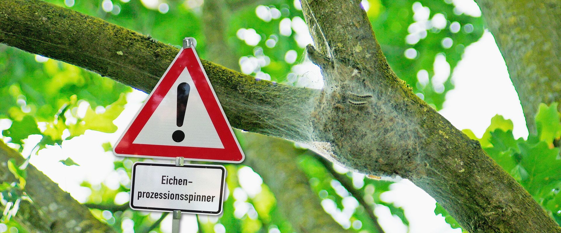 Permalink zu:Welche Schutzausrüstung um den Eichenprozessionsspinner zu beseitigen? Permalink zu:Welche Schutzausrüstung um den Eichenprozessionsspinner zu beseitigen?