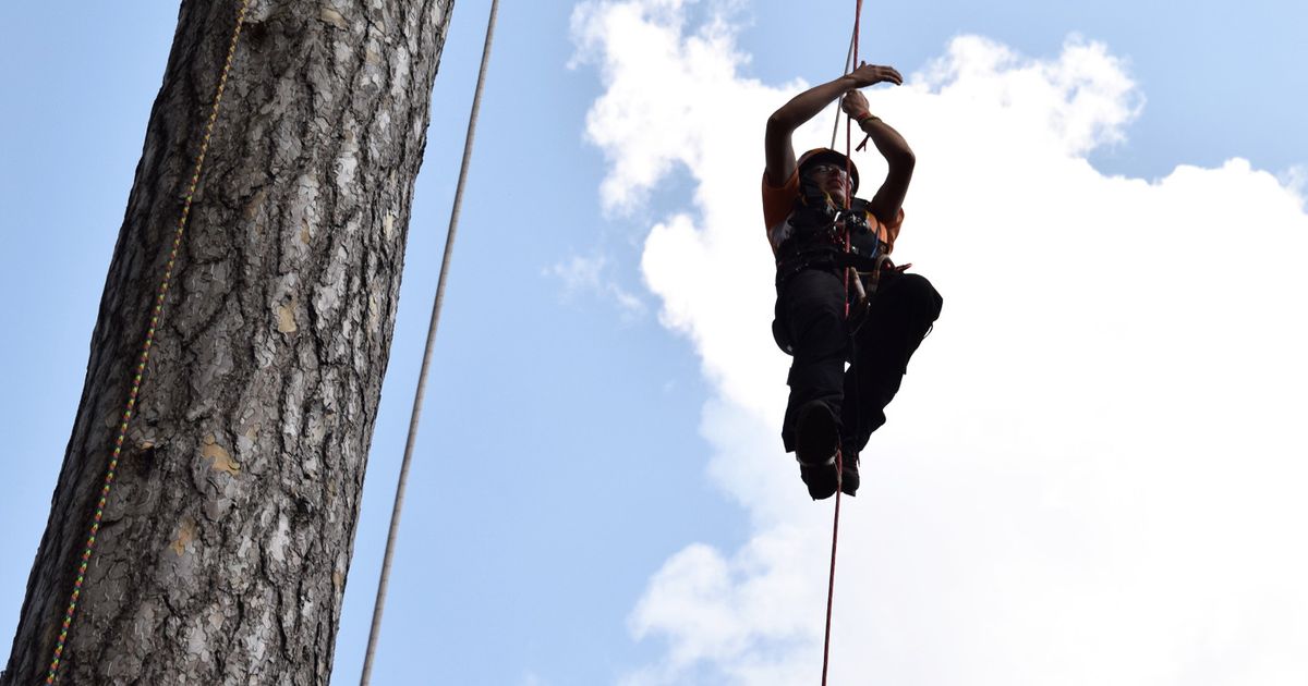 Freeworker Blog » Hall of Fame: Tree Climbing Championships