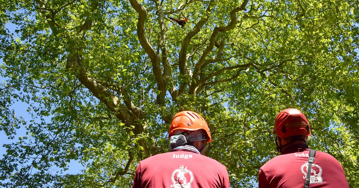 Freeworker-Blog » European Tree Climbing Championship 2019