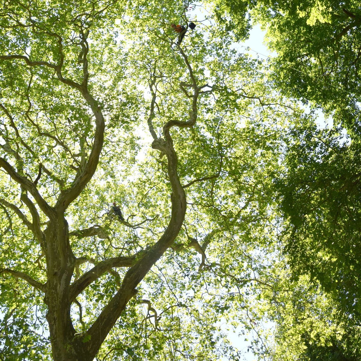 Arbre du Masters à l’ETCC 2019