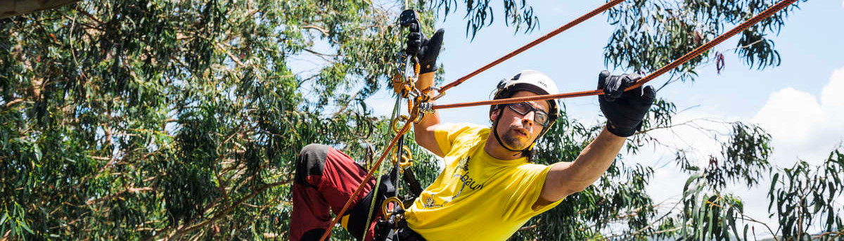 Arborist between the branches