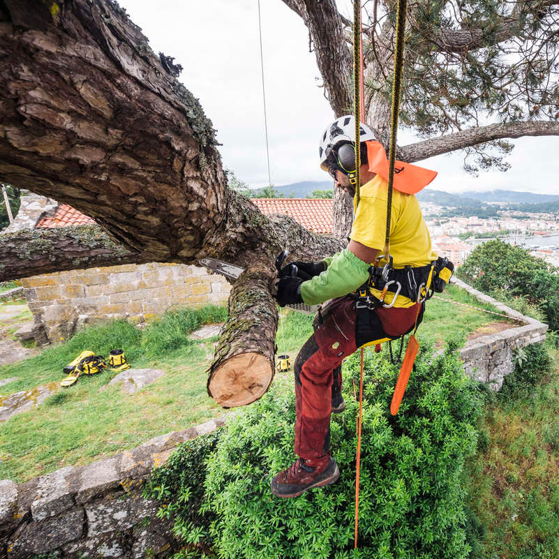 Un arboriste découpe une branche