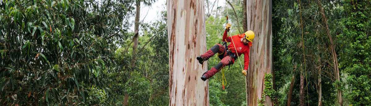 Descente d’un arboriste depuis un tronc