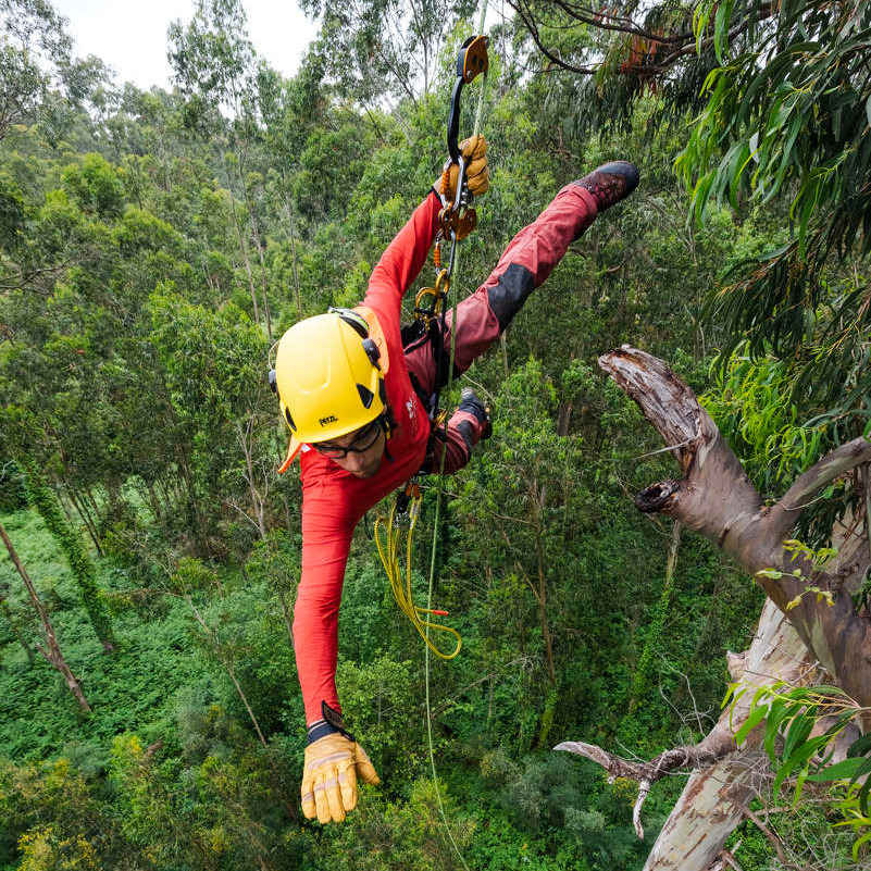 Arborist jumps from one branch to the next