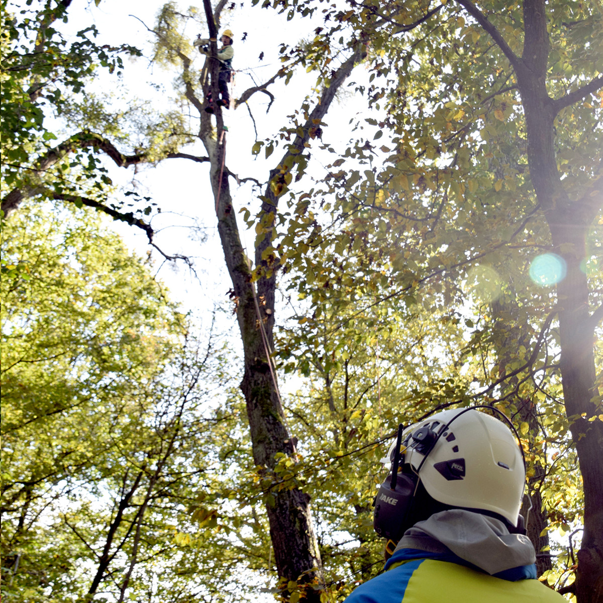 Arborist in Action