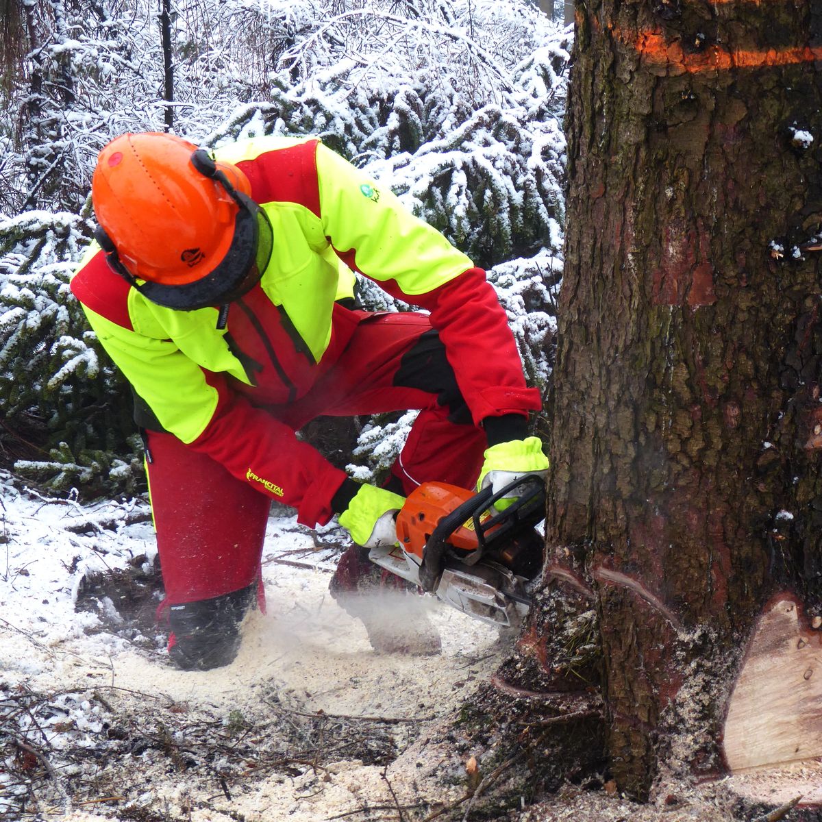 Waldarbeiter fällt einen Baum