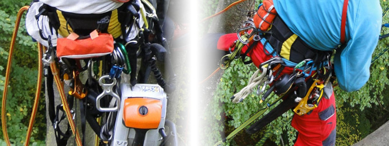 Des arboristes-grimpeurs avec des harnais d’élagage dans l’arbre