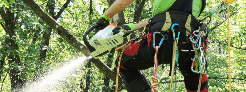 Baumkletterer mit Baumklettergurt und Motorsäge im Baum