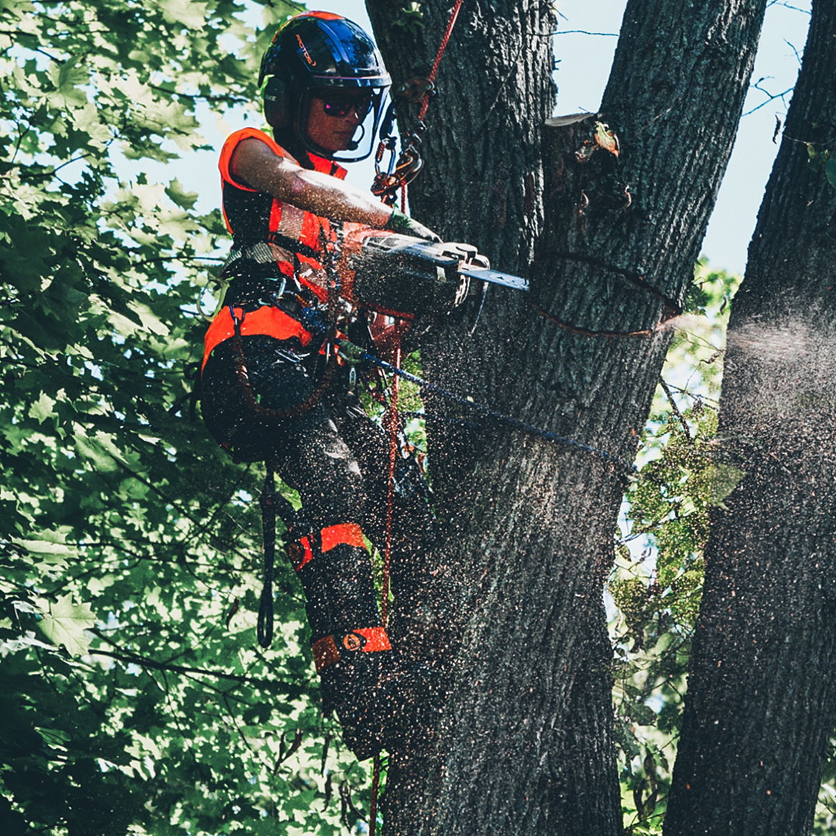 Arborist Olivia Eggen