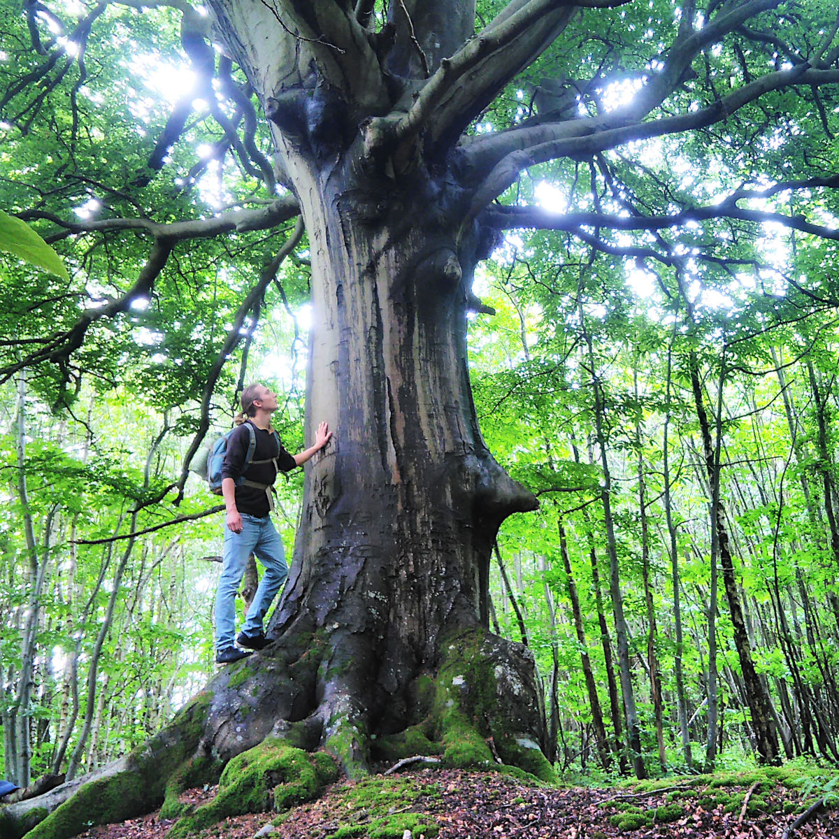 Mann an einem Baum