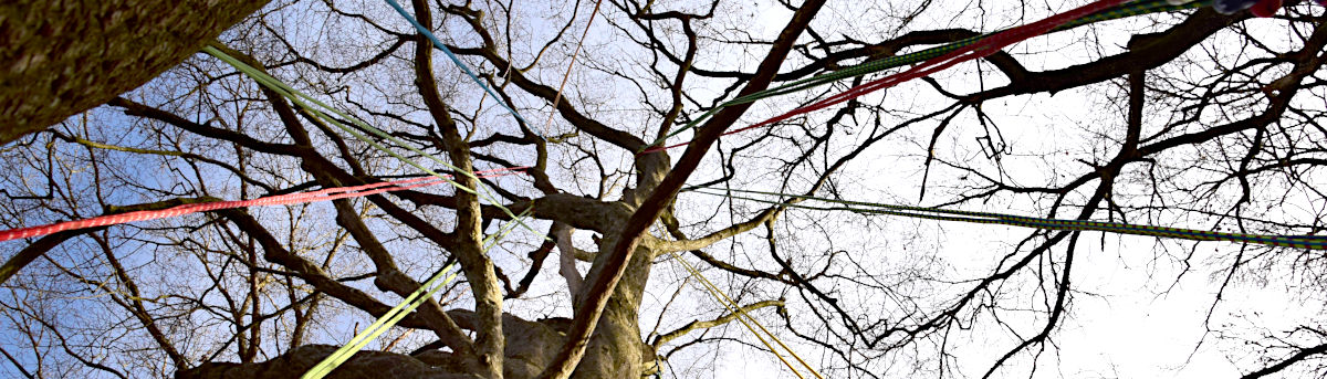 Colourful ropes lead into the crown of a tree