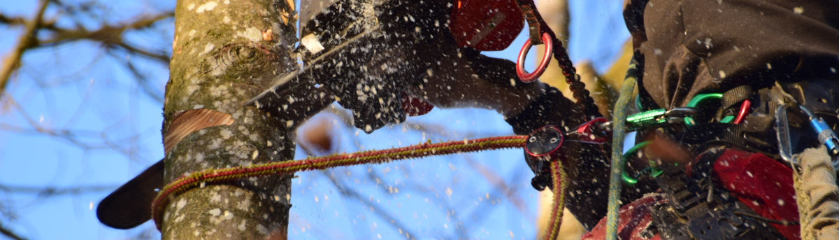 Arborist secured with a rope saws through a tree trunk