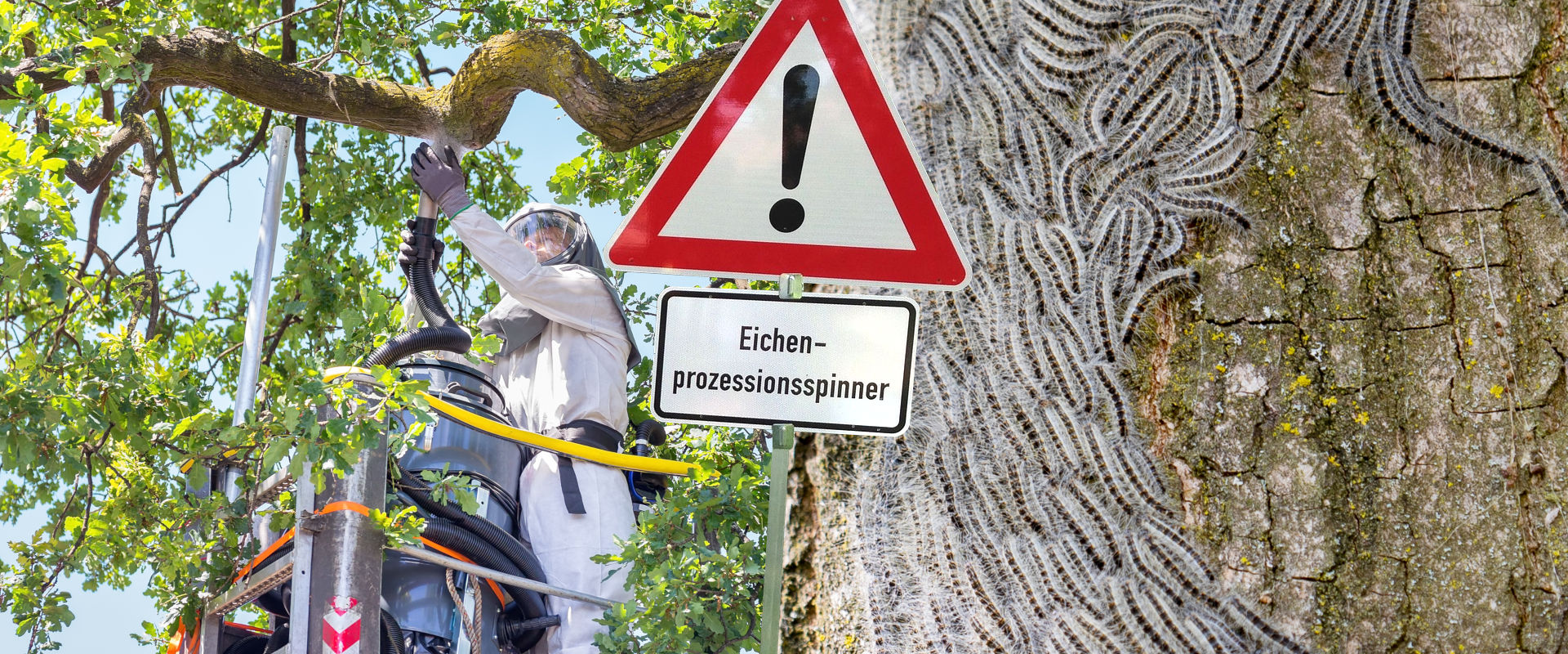 Permalink zu:Welche Schutzausrüstung um den Eichen­prozessions­spinner zu beseitigen?