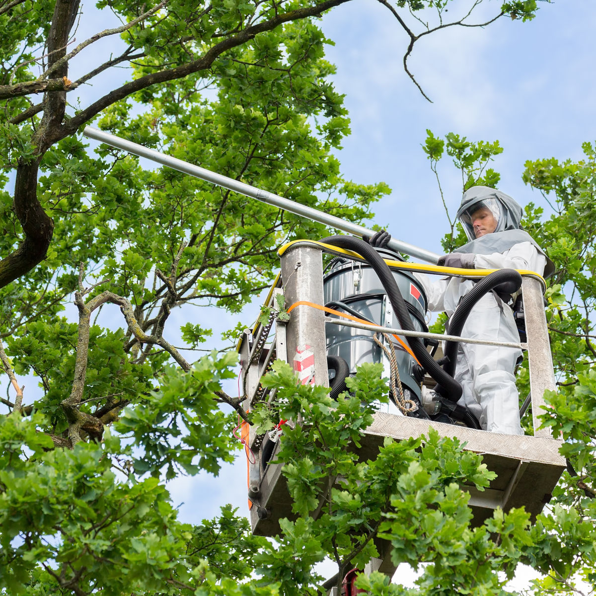 Arbeiter mit Schutzanzug auf einer Hebebühne in einem Baum