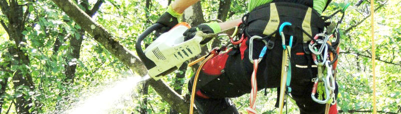 Tree climber with tree climbing harness and chainsaw in tree