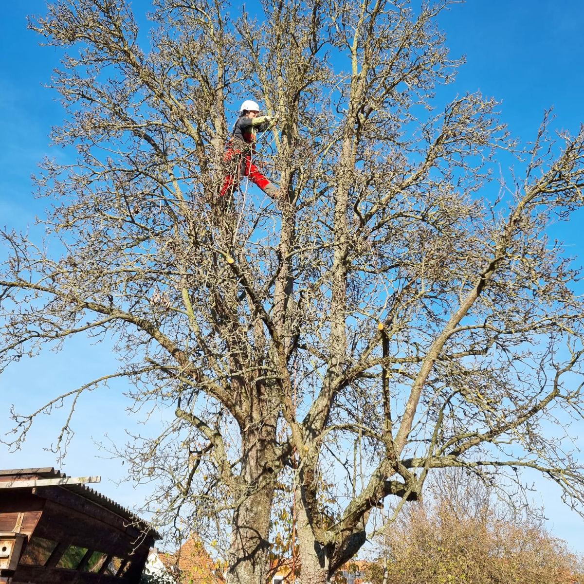 Kletternde Baumpflegerin in einem Baum
