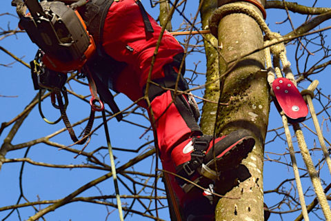 Permalink to: Chainsaw protection shoes in tree care