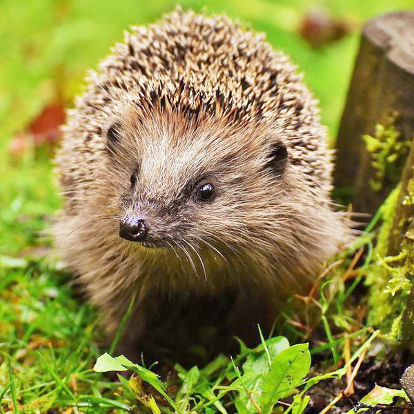 Igel auf einer Wiese