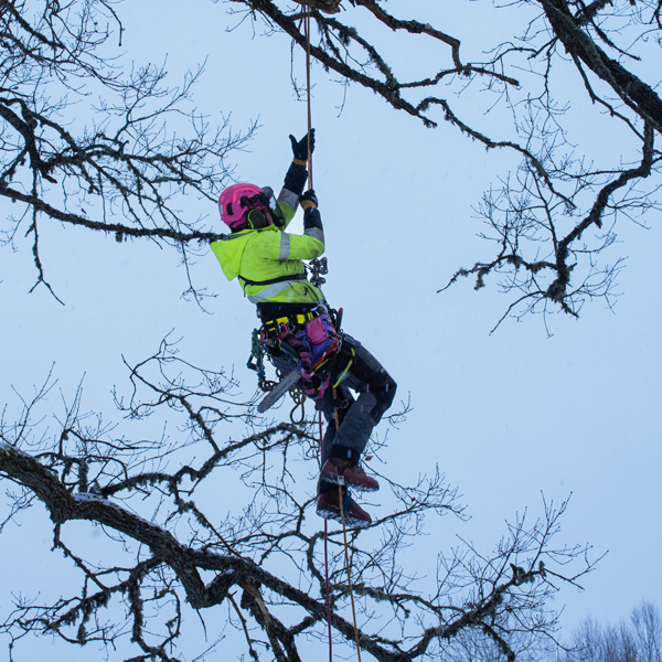 Boel erneut im Baum