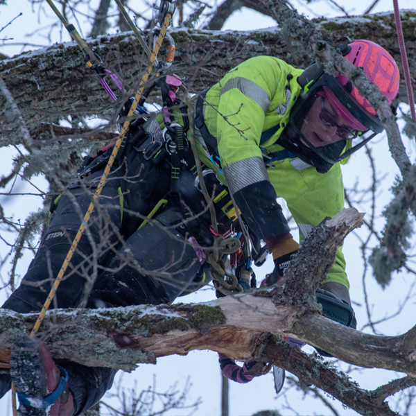 Boel arbeitet im Baum