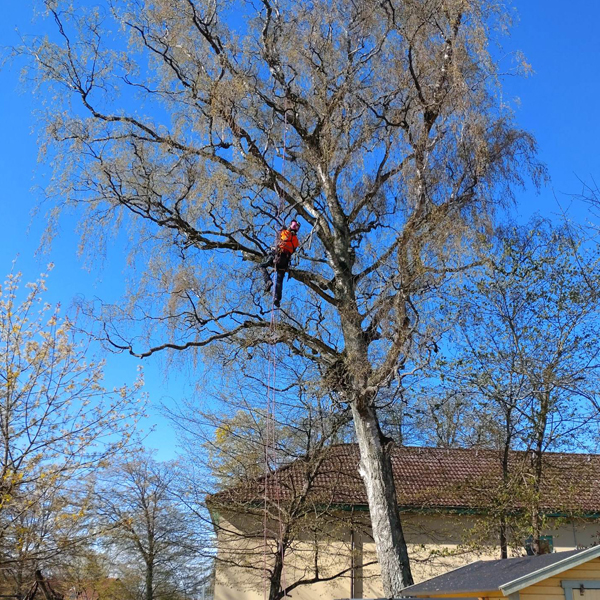 Blätterloser Baum