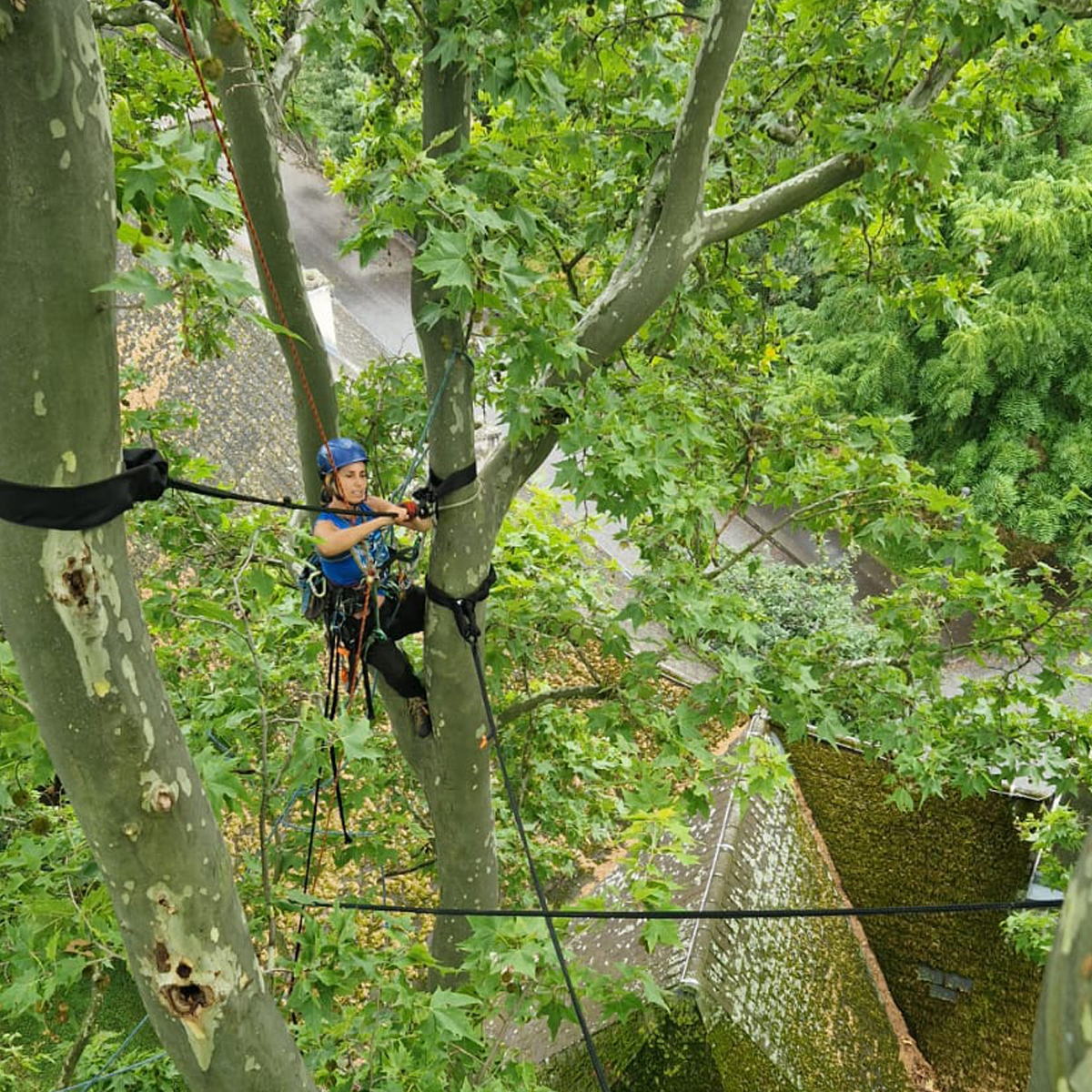 Haya ist gerne im Baum