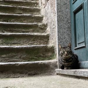 Steintreppe in Premana, daneben eine Katze, die auf einer Stufe vor einer grünen Holztür sitzt